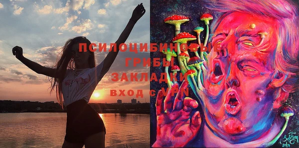 индика Абаза
